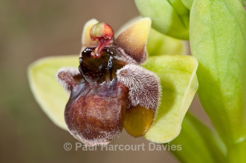  - Orchids - Crete