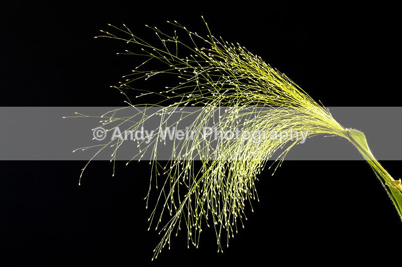 20121202-_MG_1357 - Plants & Flowers