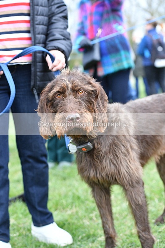 WJ5_9264 - Class 1 Best Cross Breed / Heniz 57