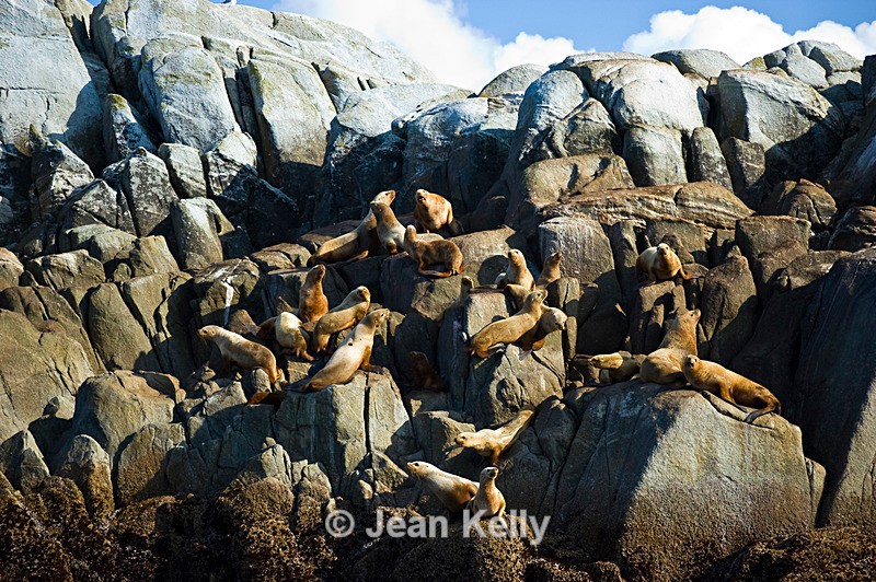 Stellar Sea Lions - 1290 - Sea Lions and Seals