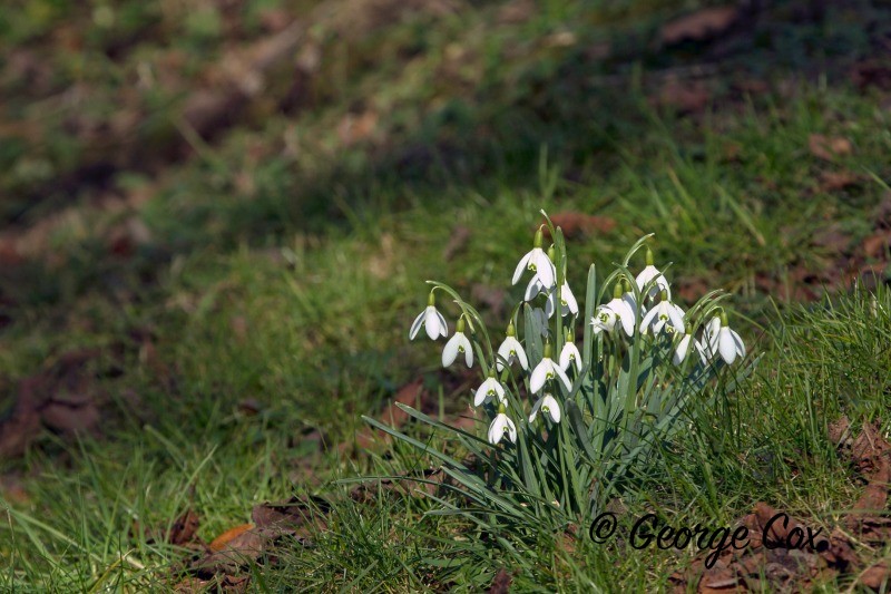 Snowdrops in Spring