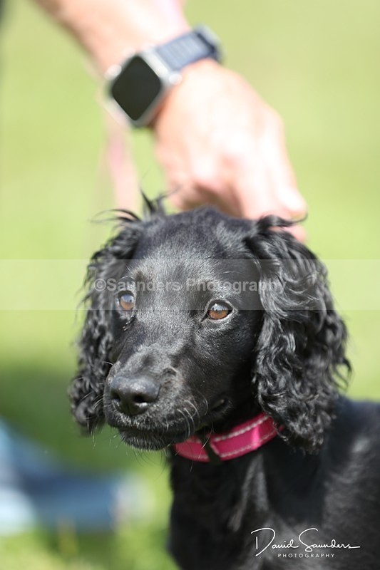 SPXX0554 - Dog show