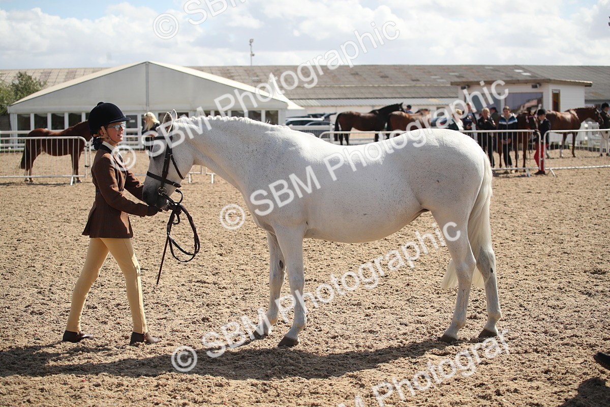 SBM_23555 - Class 605 - 2026 - Area - IH Veteran