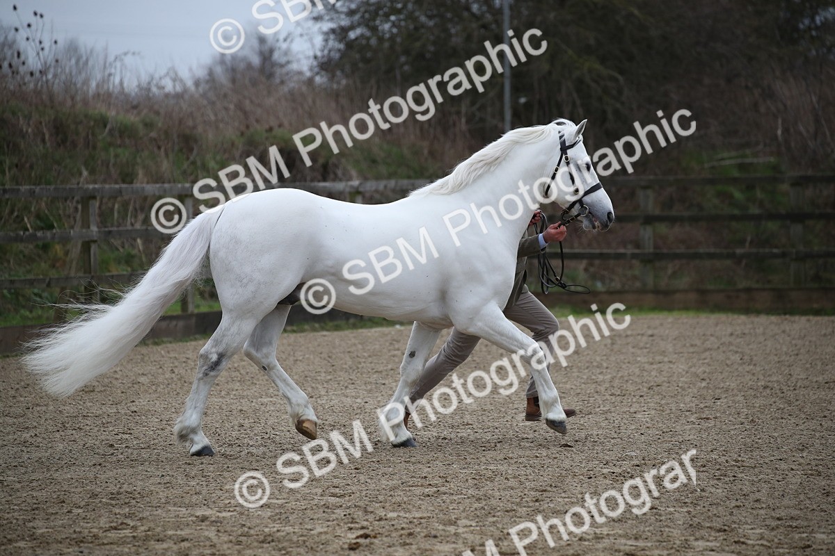 SBM_004042 - Class 1-4 - Young Stock classes Inc. In Hand Championship