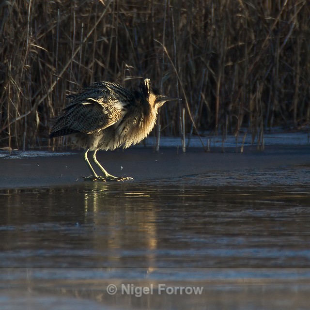 Bittern ruffling its feathers at Otmoor - Bittern