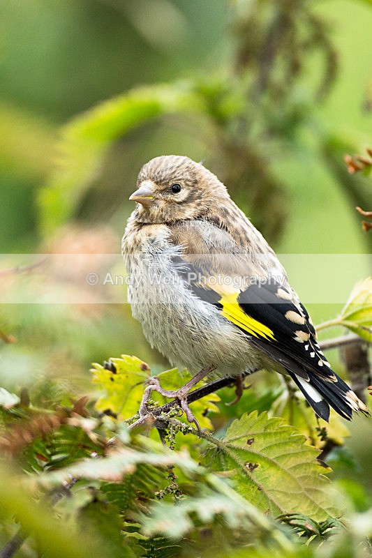 20130901-3K8A5818 - Goldfinch