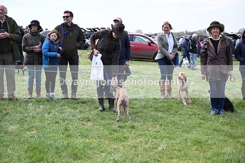 WJ6_9126 - Class 8 Best Working / Gun Dog or Bitch