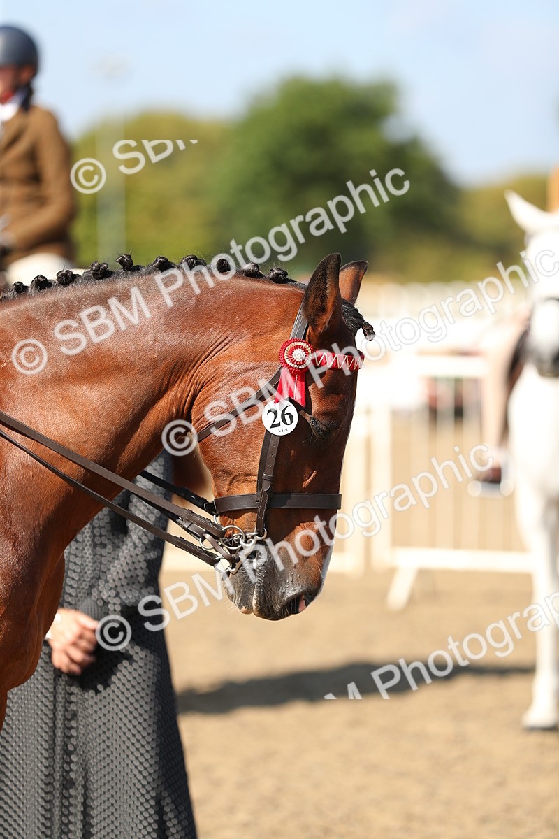 SBM_02327 - Class 43 Ridden Competition Horse/Pony