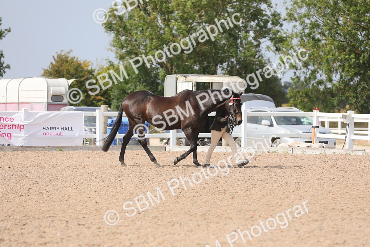 SBM_15664 - Class 312 IH Competition Horse/Pony