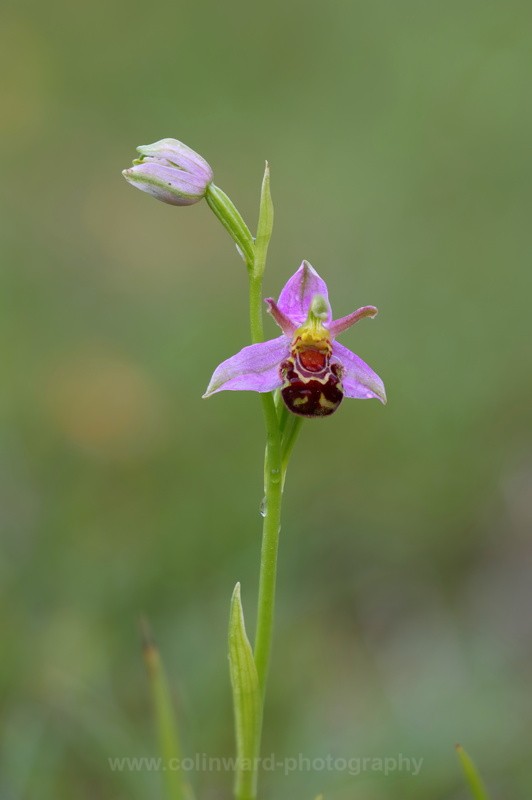 Bee Orchid     ref 0904 - macro and nature.