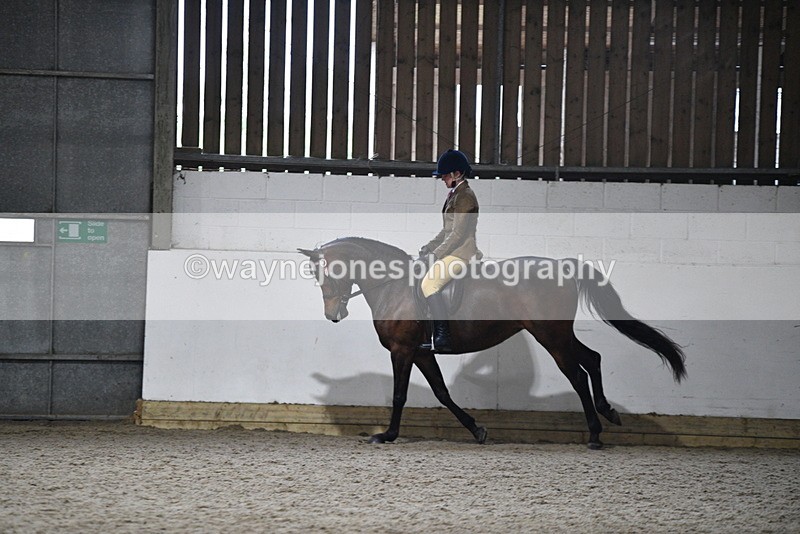 WJ5_8965 - Class 15 Ridden Show Horse