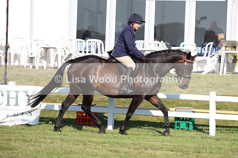 3E7A5255 - Class 2: Rising Star Large Hack/Riding Horse