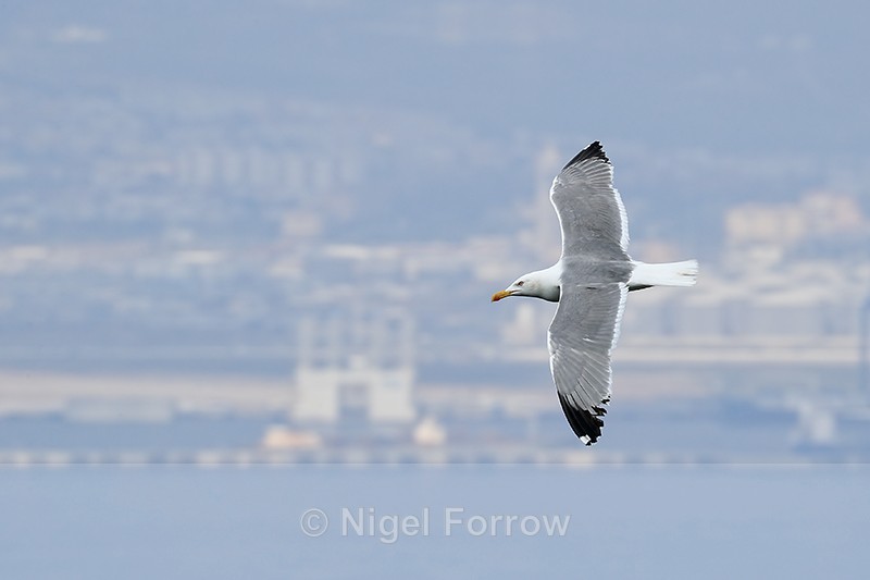 Yellow-legged Gull in flight, Gibraltar - Yellow-legged Gull