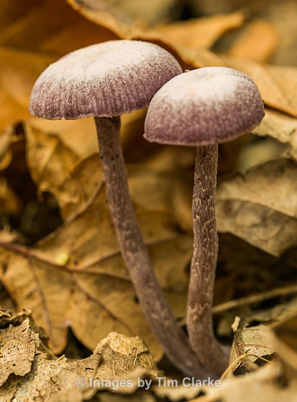 Toadstall 0237-2-2 - Nature