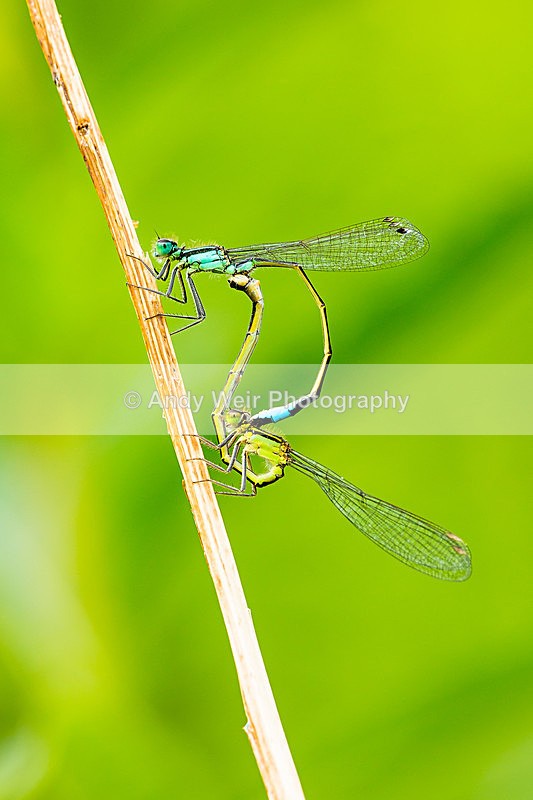 20140621-3K8A2532 - Dragonflies & Damselflies