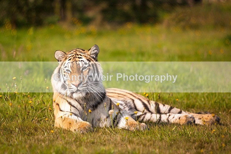20120903-_MG_9603-1439 - Captive Animals