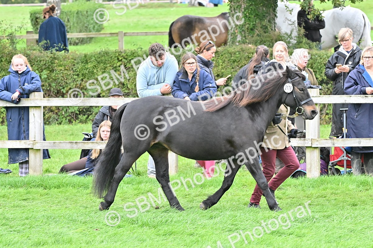 SBM_60975 - S48 - Mountain & Moorland In Hand Small Breeds