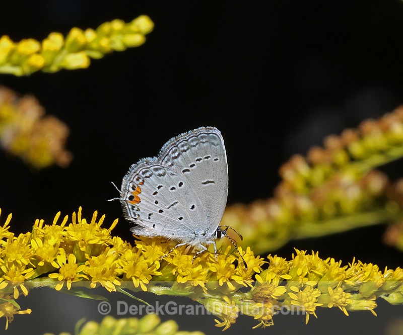 Eastern Tailed-Blue Butterfly