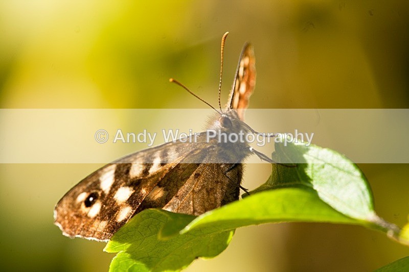 20090920-2009 09 26 012 - Butterflies & Moths