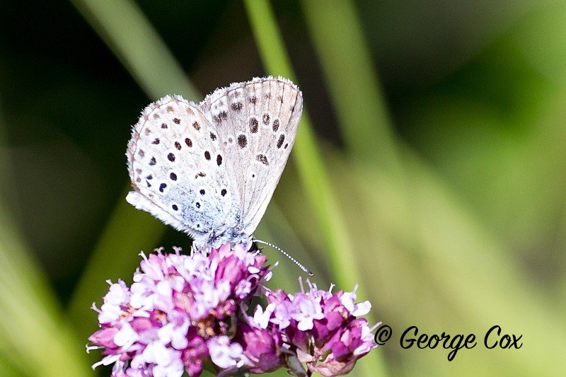 large blue pyrenees