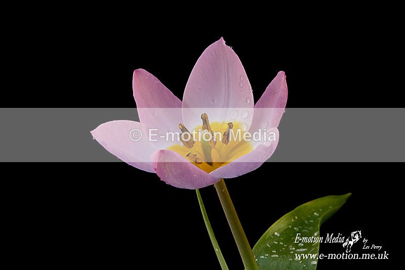 080420 -186011a - Nature