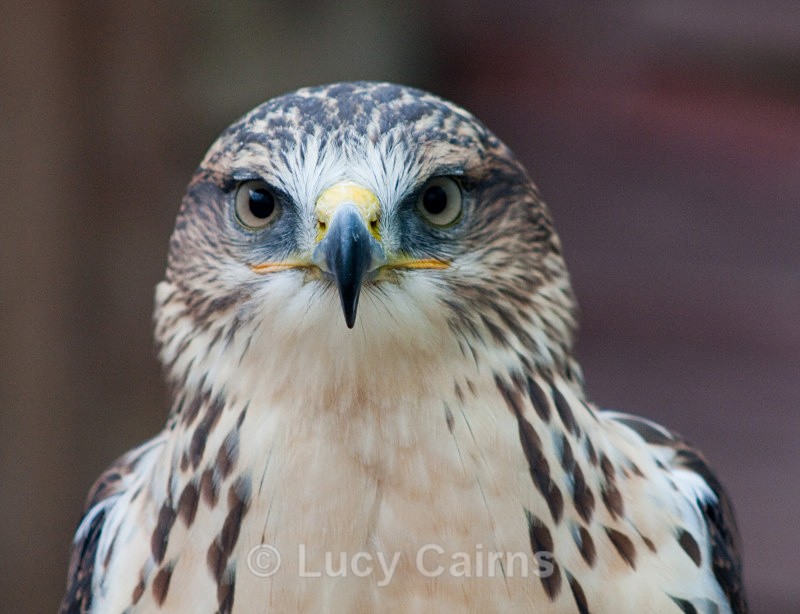  - Birds of Prey