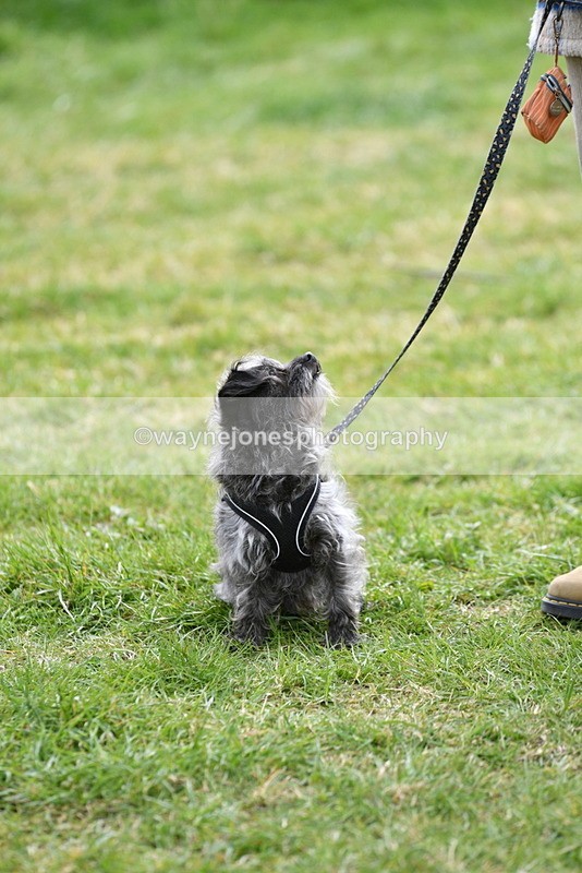 WJ5_9333 - Class 1 Best Cross Breed / Heniz 57