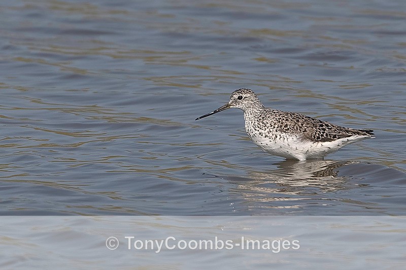 Marsh Sandpiper - Lesvos ~ Wading Birds