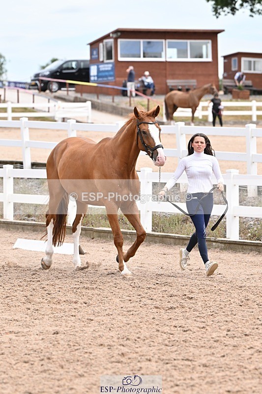 250716-142959-01136 - Trot Up 1.30 to 2.30