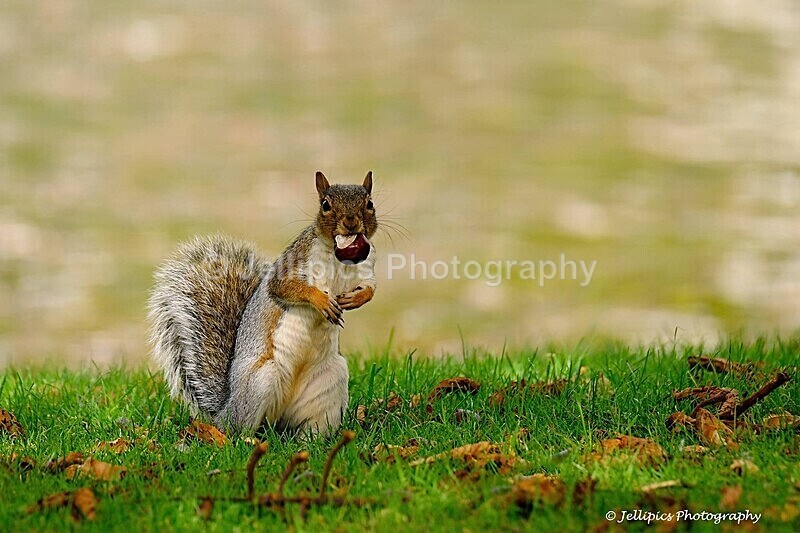 - Wildlife and Nature