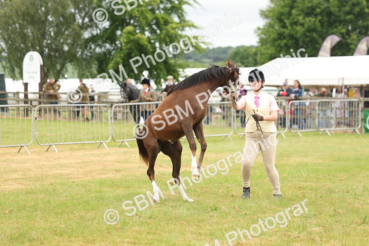 SBM_02172 - Class 50-57 - M&M Welsh Pony In Hand