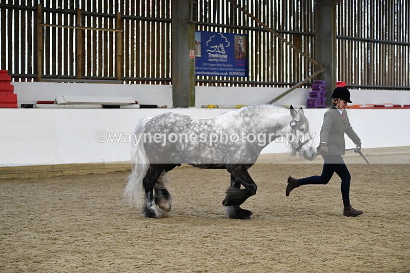 WJ5_5638 - Morning in hand Championship