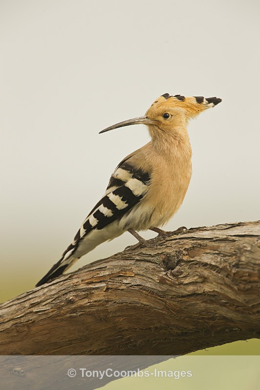 Hoopoe - Well Hide & Falcon Tower Hide