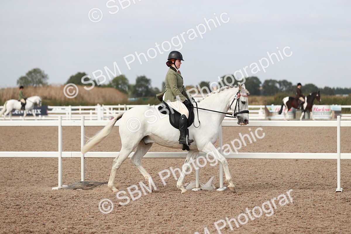 SBM_17455 - Class 215 Ridden Hack/ Riding Horse