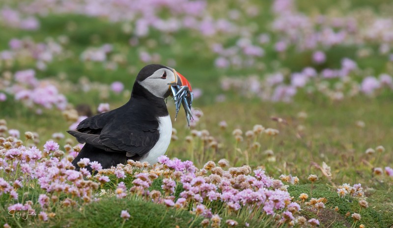 Puffen with Fish 13 - Puffins