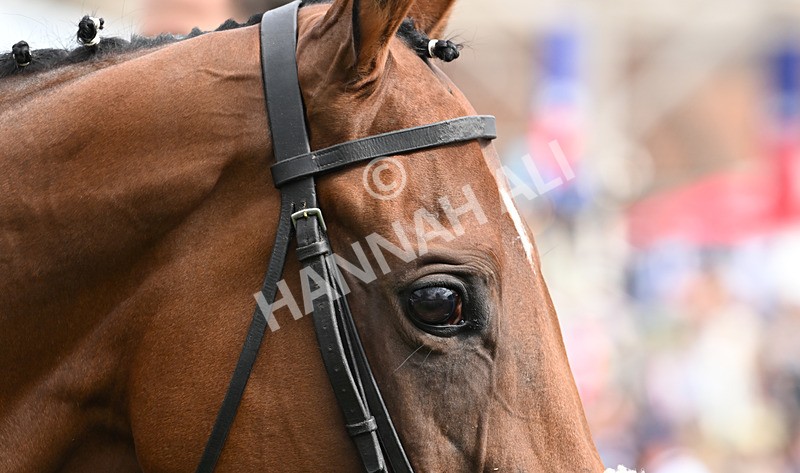 220826-179 Mr Hollywood - Race 4 15.35pm Sky Bet Ebor Handicap