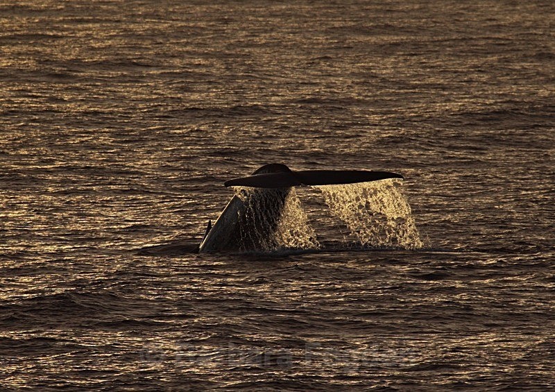 Blue Whale 8828a - Summer time