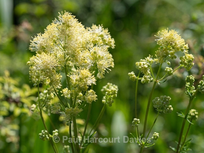 Shining meadow rue (Thalictrum lucidum) - Flower Portraits