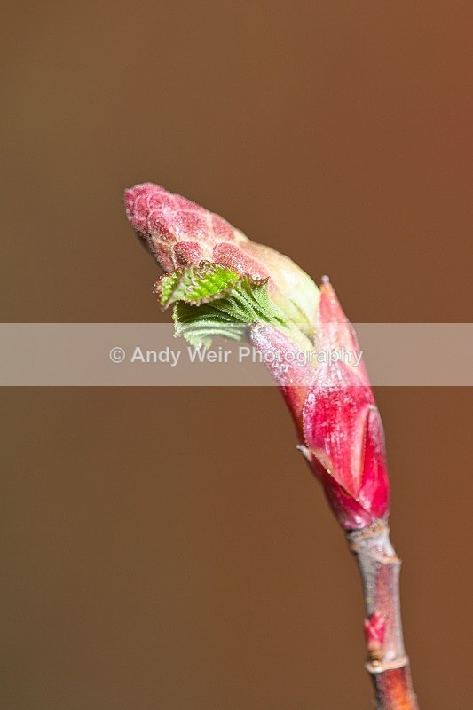20120226-_MG_8857 - Plants & Flowers