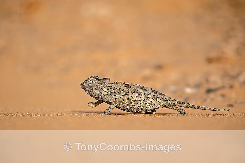 Namaqua Chameleon - The Namib Desert