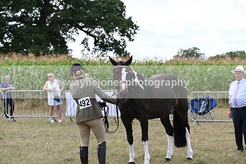 WJ6_6217 - Class 19 In-hand Veterans (Uploaded correct folder)