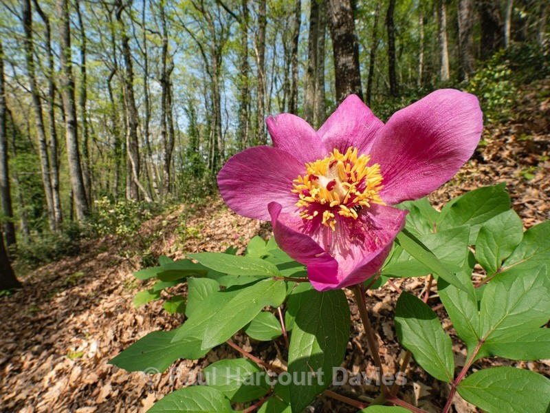 Paeonia mascula (Male Peony) - Gargano - Flowers in the Landscape