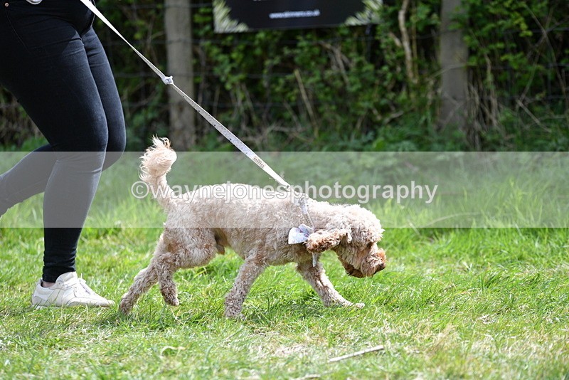 WJ5_9672 - Class 3 Most Handsome Dog