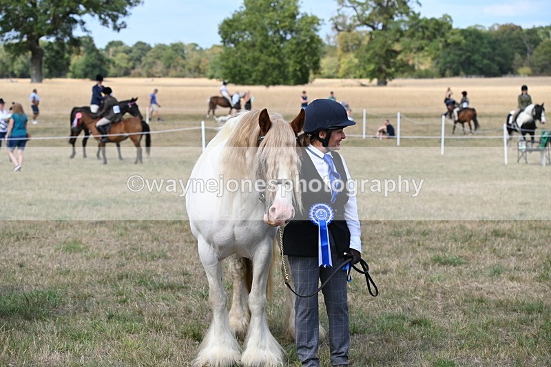 WJ6_6754 - Class 20 In-hand Cob