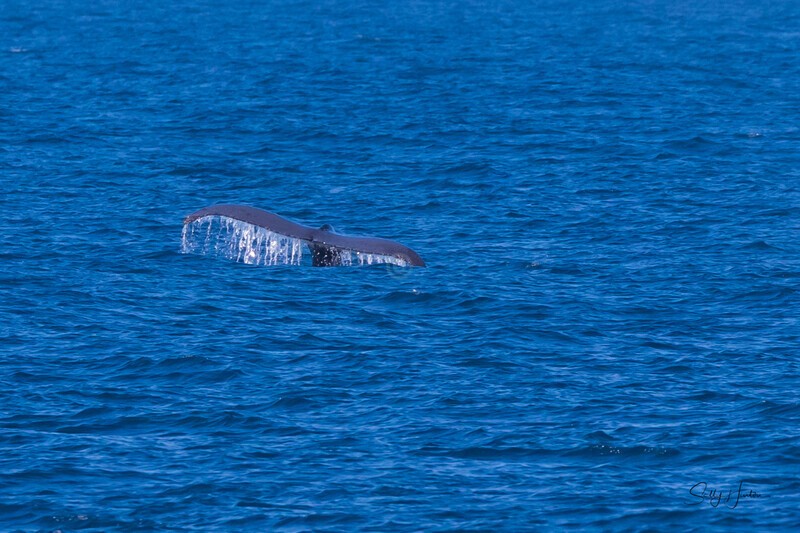 Fluke 8 0A3A5027 - Humpback Whales