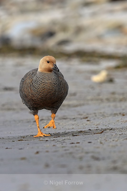 Upland Goose approaching on beach, Carcass Island, Falklands - Upland Goose