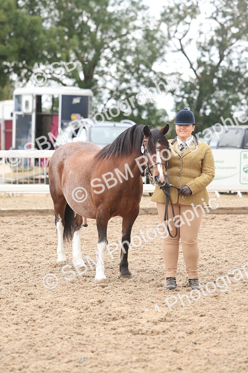 SBM_03234 - Class 16 - IH M&M Wildcard