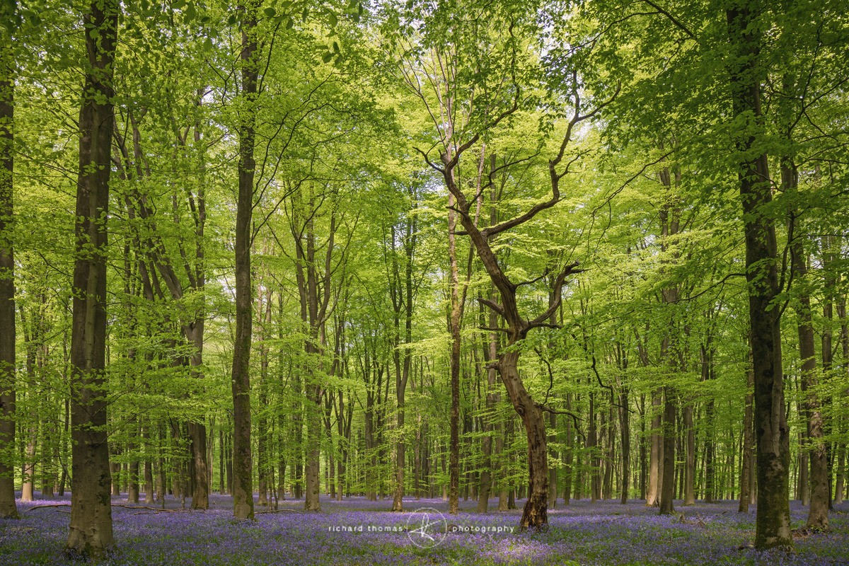 Out of the spotlight - Landscape - BlueWood