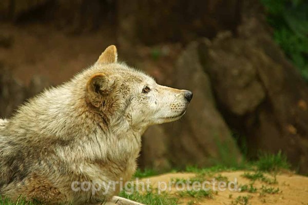 Grey Wolf - Missoula watching birds (Colchester Zoo) - Smaller Cats & Other Wildlife - Wolves
