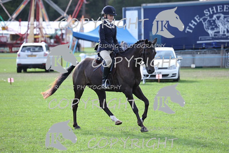 APP_4169 - Class 15a/b Pony club pony/Riding club horse